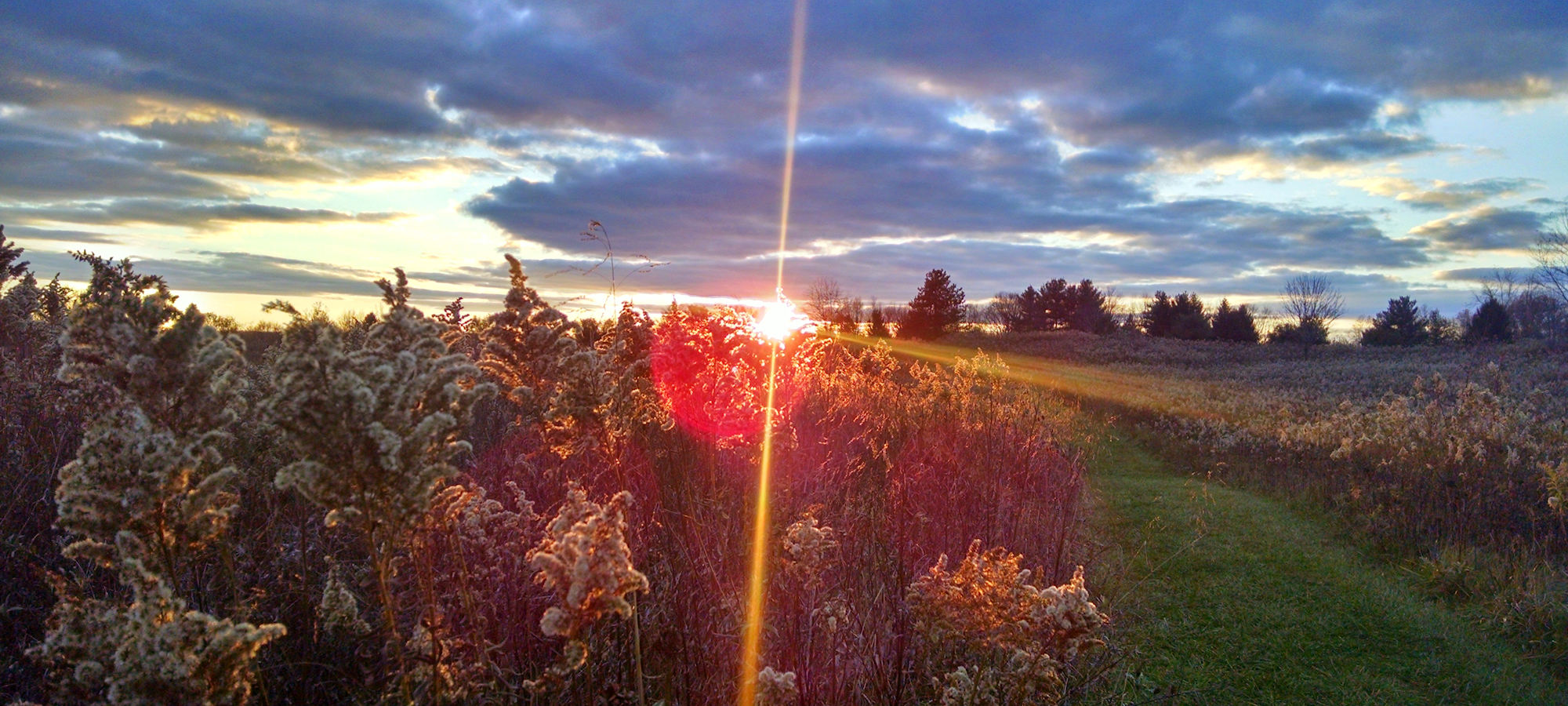A sunset view of a field with a variety of plants and trees