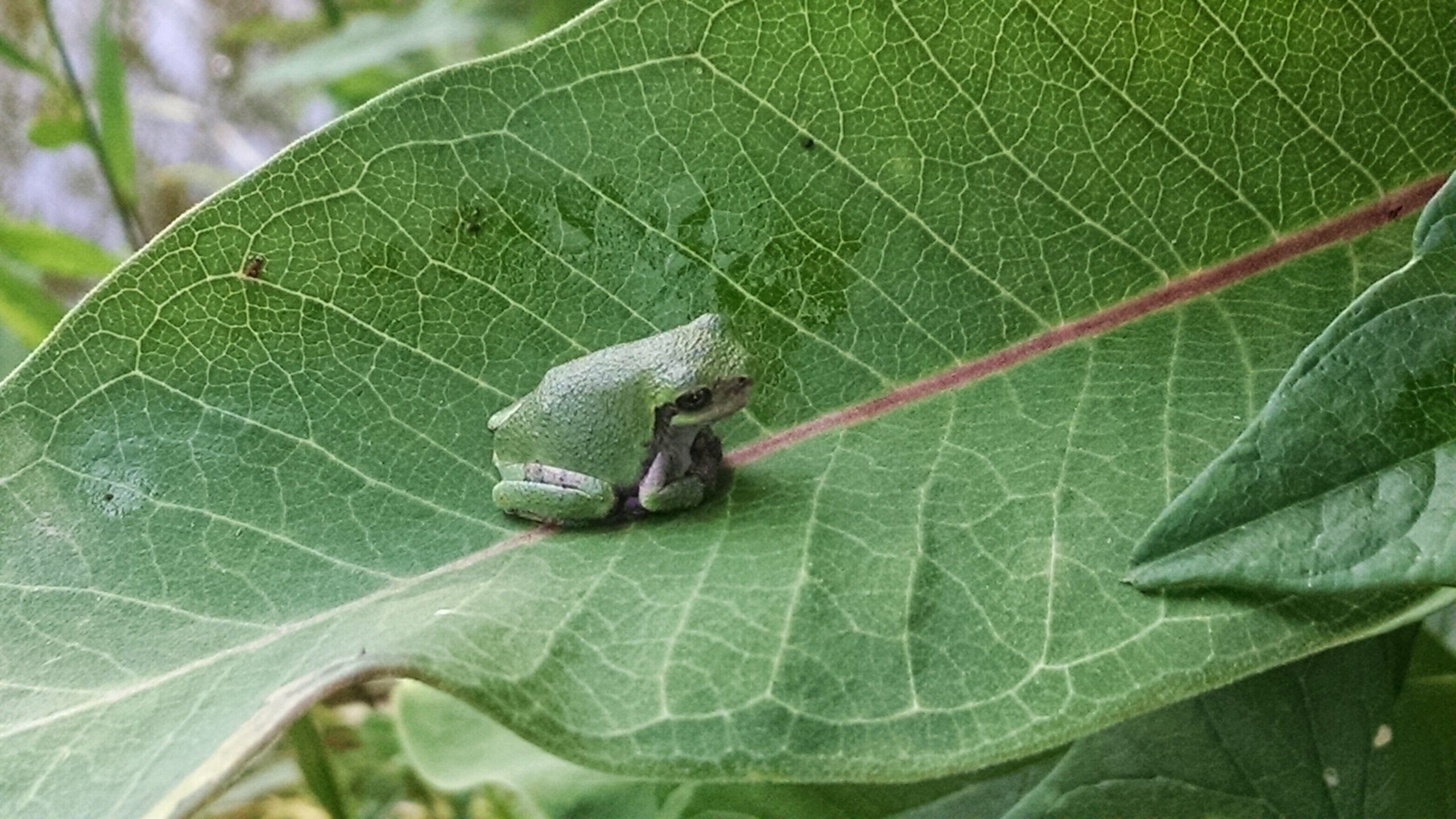 A small green frog resting upon a green leaf