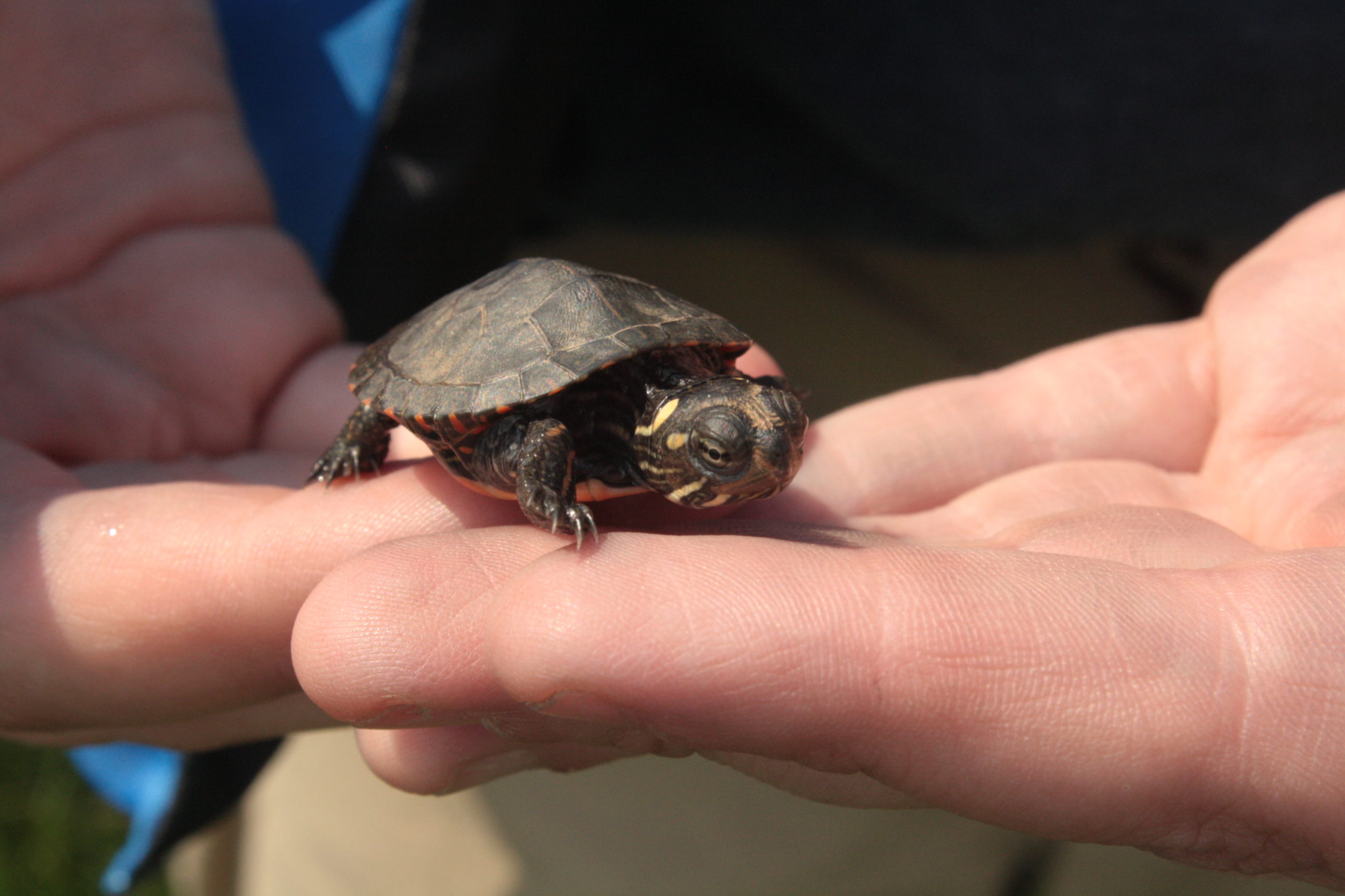 An individual holding a baby turtle in their hand