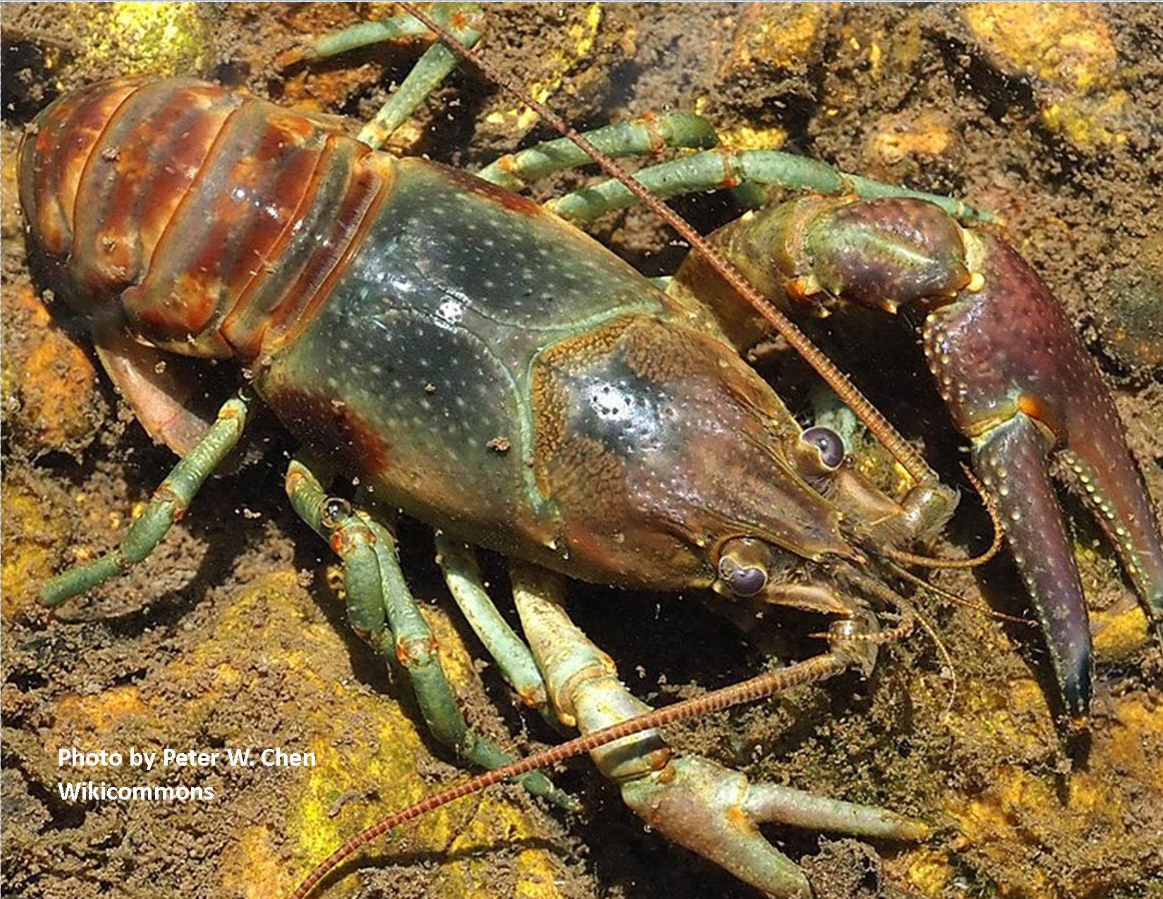 A Tale of Two Crayfish Species: Research at the Licking Park District -  Licking Park District